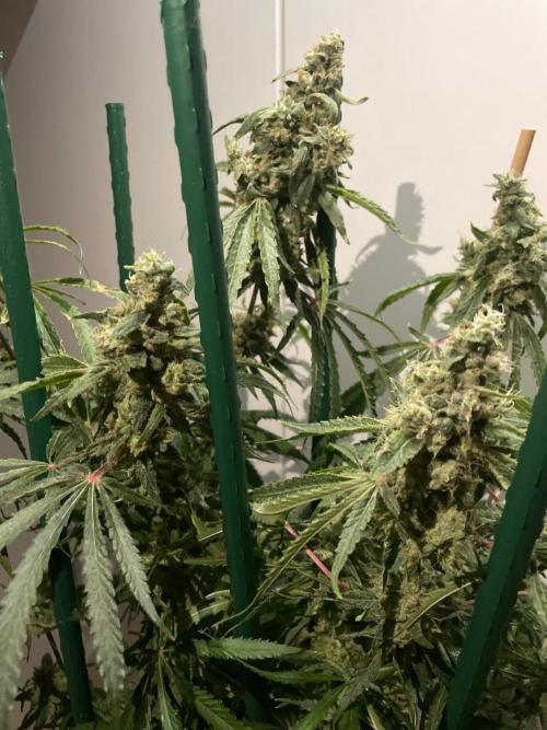 Black Runtz Weedseedsexpress. Week 12