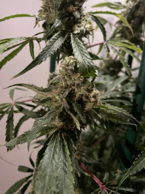 Black Runtz Weedseedsexpress. Week 12