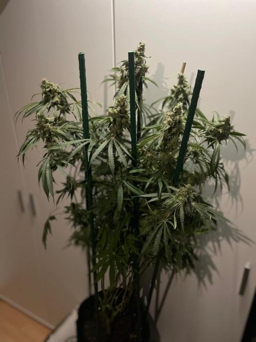 Black Runtz Weedseedsexpress. Week 12