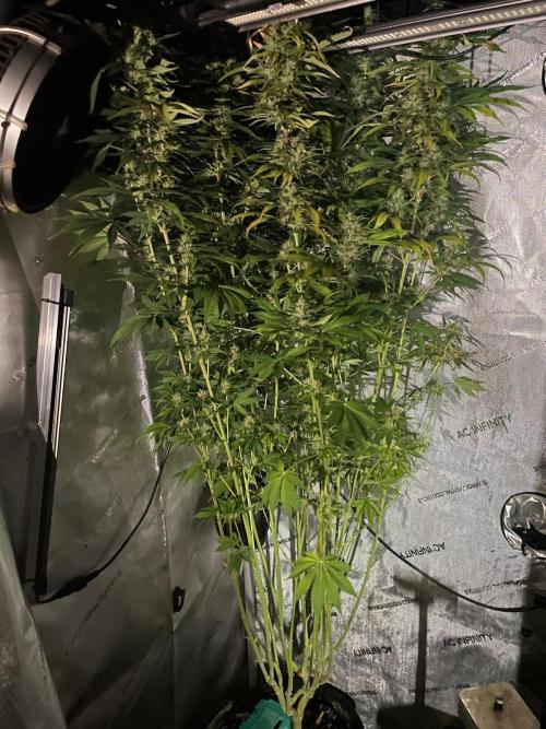 Monster Maker Sweet Seeds. Week 12