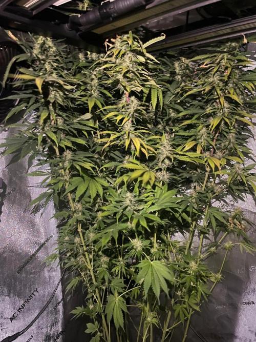 Monster Maker Sweet Seeds. Week 12