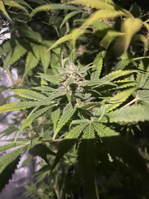 Monster Maker Sweet Seeds. Week 12