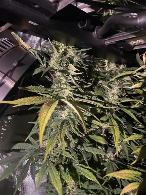 Monster Maker Sweet Seeds. Week 12