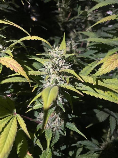 Monster Maker Sweet Seeds. Week 12