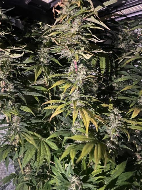 Monster Maker Sweet Seeds. Week 12