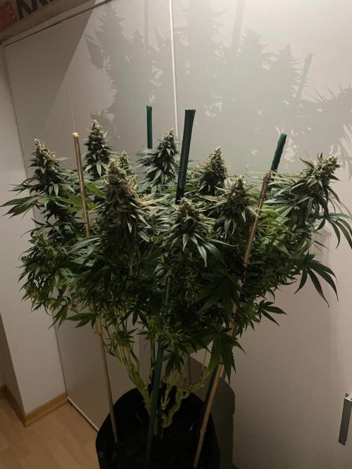 Biscotti Zamnesia. Week 12