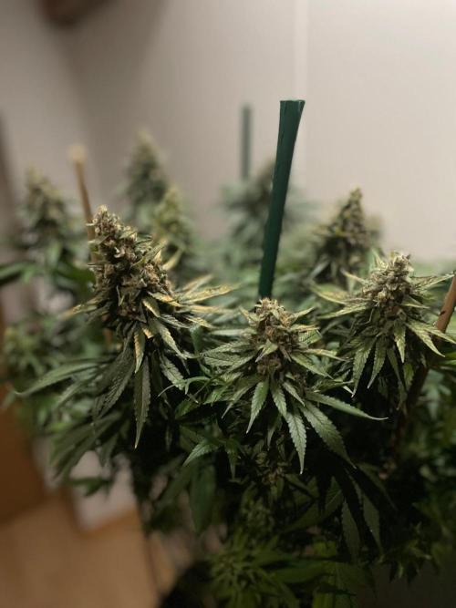 Biscotti Zamnesia. Week 12