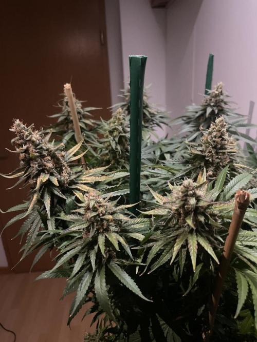 Biscotti Zamnesia. Week 12