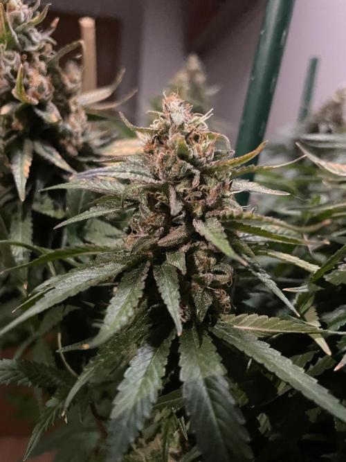 Biscotti Zamnesia. Week 12