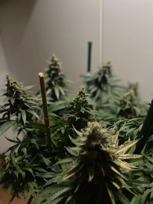 Biscotti Zamnesia. Week 12