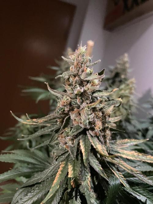 Biscotti Zamnesia. Week 12