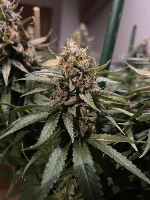 Biscotti Zamnesia. Week 12