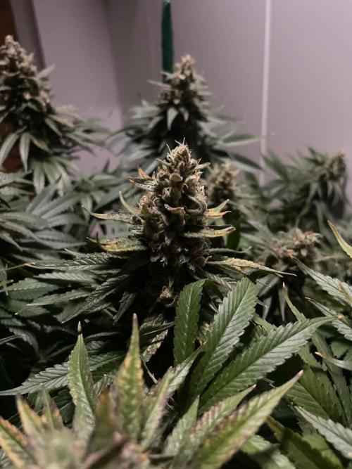 Biscotti Zamnesia. Week 12