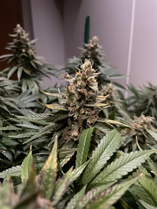 Biscotti Zamnesia. Week 12