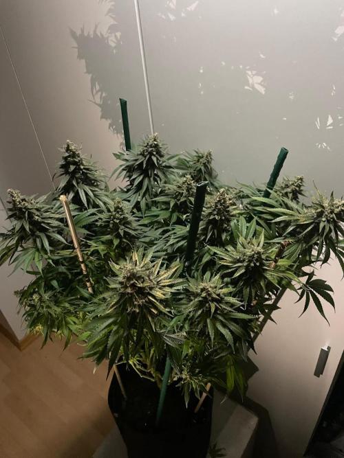 Biscotti Zamnesia. Week 12