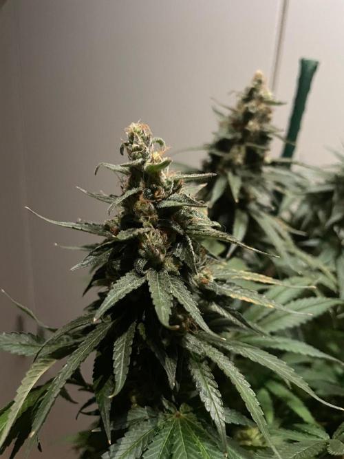 Biscotti Zamnesia. Week 12