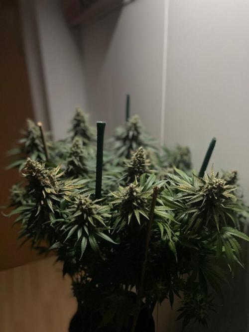 Biscotti Zamnesia. Week 12