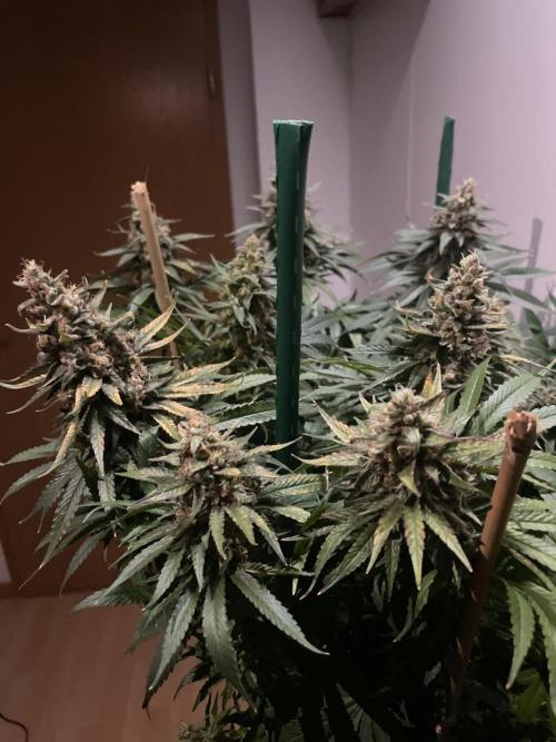 Biscotti Zamnesia. Week 12