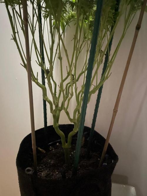 Biscotti Zamnesia. Week 12