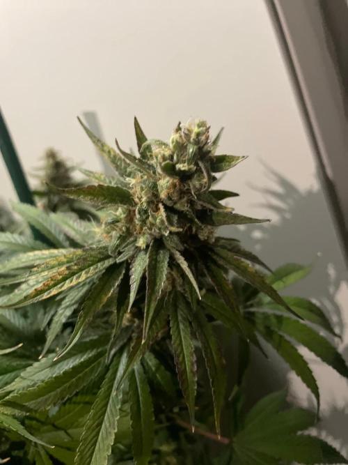 Biscotti Zamnesia. Week 12