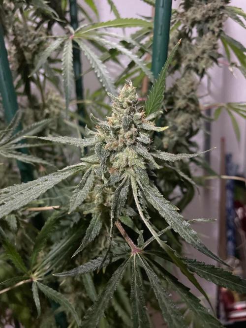 Black Runtz Weedseedsexpress. Week 13