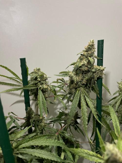 Black Runtz Weedseedsexpress. Week 13