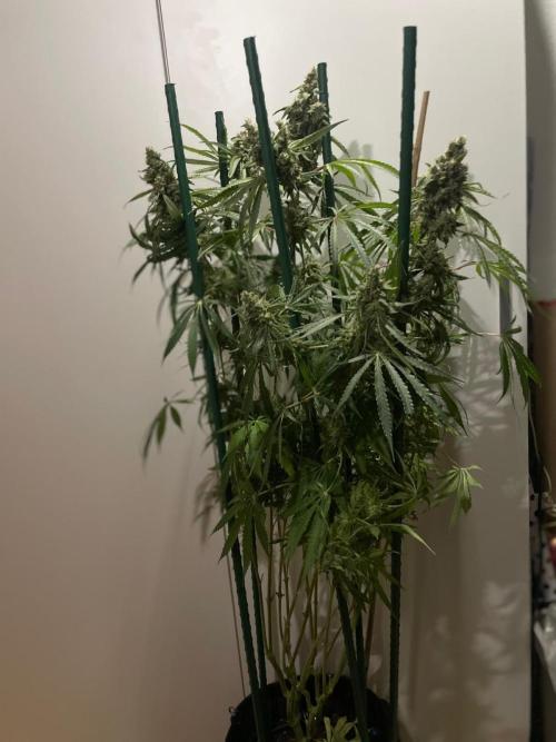 Black Runtz Weedseedsexpress. Week 13