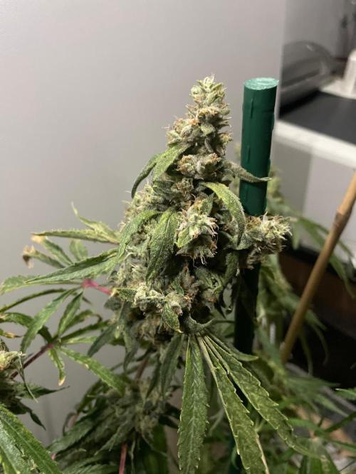 Black Runtz Weedseedsexpress. Week 13