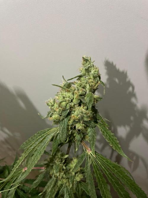 Black Runtz Weedseedsexpress. Week 13