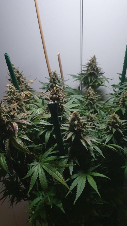 Biscotti Zamnesia. Week 13