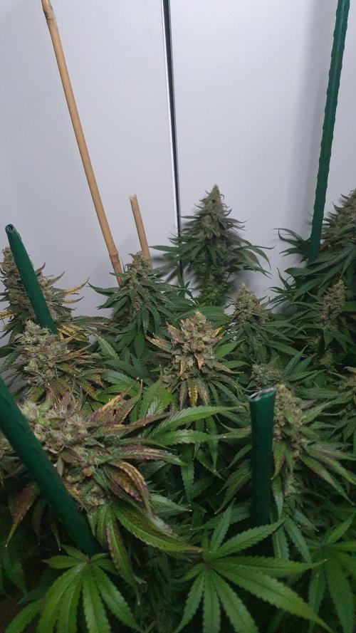 Biscotti Zamnesia. Week 13