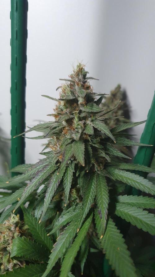 Biscotti Zamnesia. Week 13