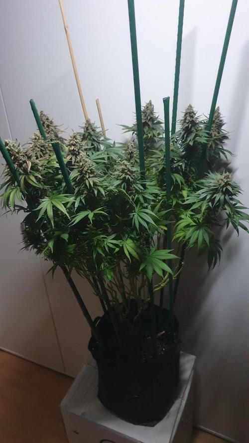 Biscotti Zamnesia. Week 13