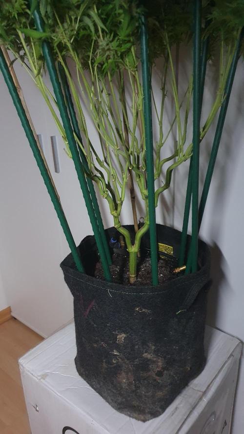 Biscotti Zamnesia. Week 13