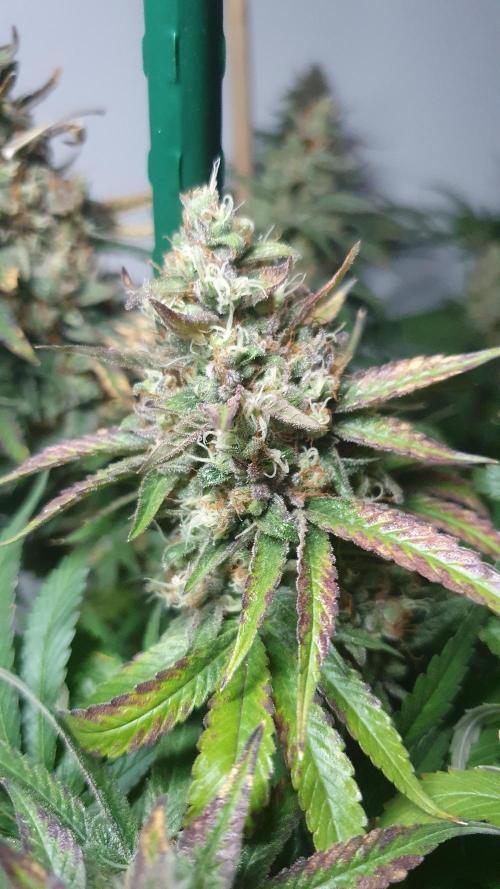 Biscotti Zamnesia. Week 13