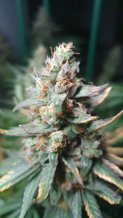 Biscotti Zamnesia. Week 13