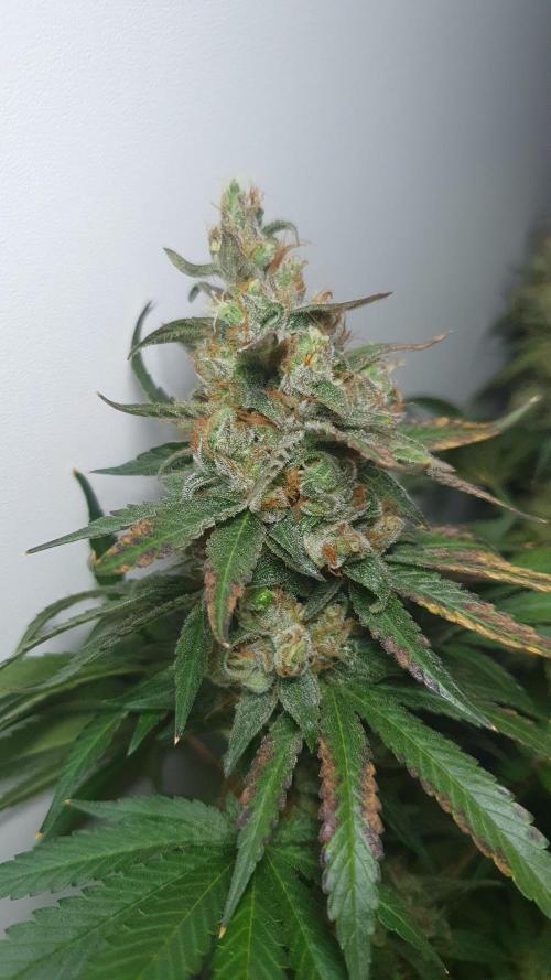 Biscotti Zamnesia. Week 13