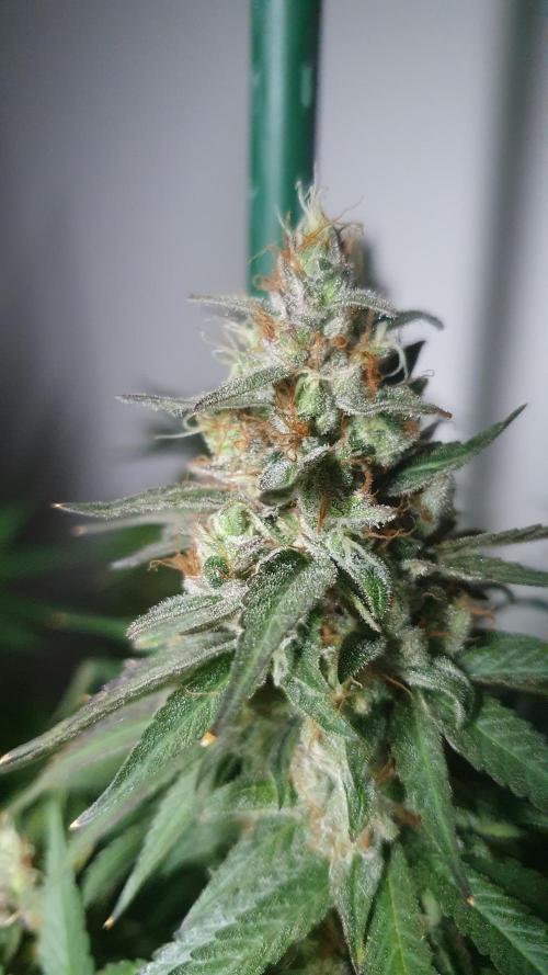 Biscotti Zamnesia. Week 13