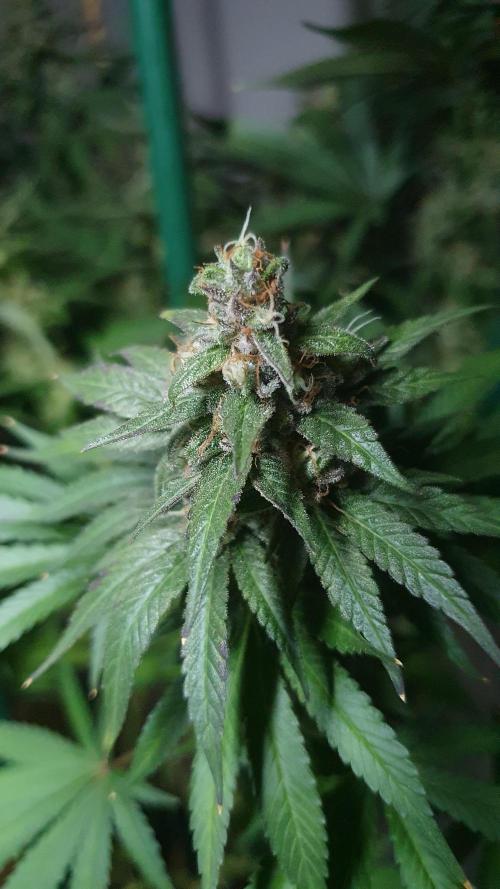 Biscotti Zamnesia. Week 13