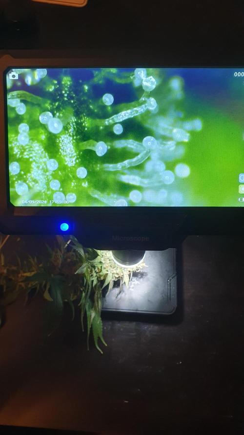 Biscotti Zamnesia. Week 13