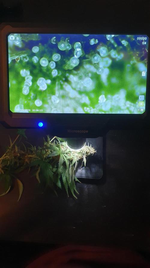 Biscotti Zamnesia. Week 13