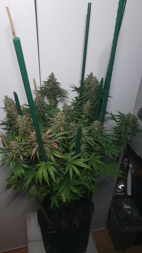 Biscotti Zamnesia. Week 13