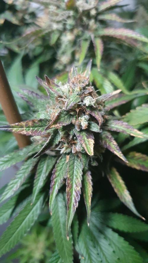 Biscotti Zamnesia. Week 13