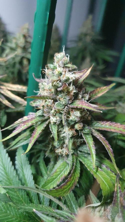 Biscotti Zamnesia. Week 13