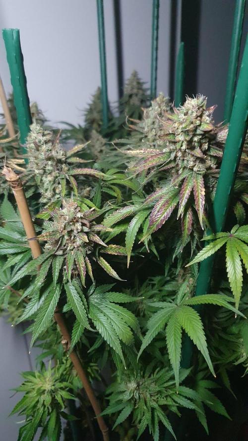 Biscotti Zamnesia. Week 13