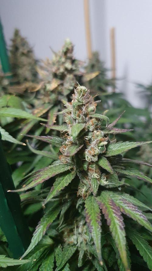 Biscotti Zamnesia. Week 13