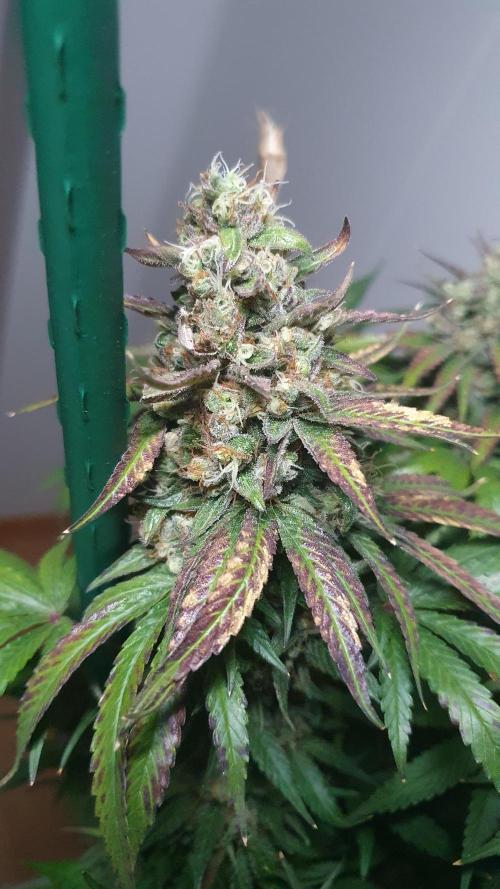 Biscotti Zamnesia. Week 13