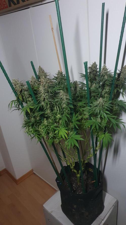 Biscotti Zamnesia. Week 13