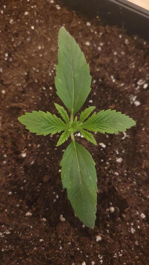 Permanent Marker Autoseeds. Week 1