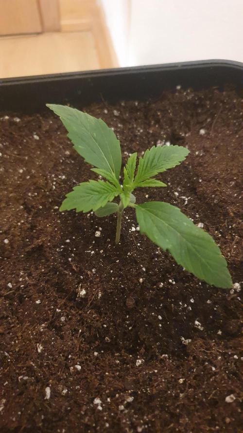 Permanent Marker Autoseeds. Week 1